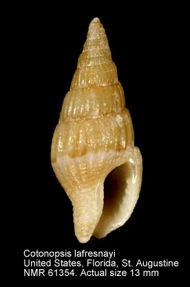 Cotonopsis lafresnayi.jpg - Cotonopsis lafresnayi(Fischer & Bernardi,1856)